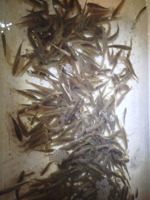 Продам малька для рыбалки