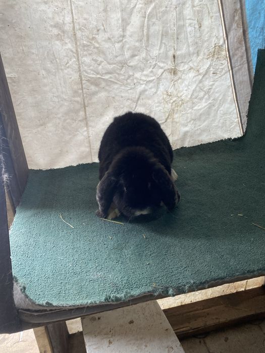 Продам кролов ФБ