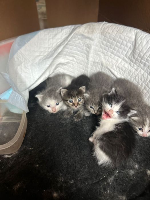 Котятя