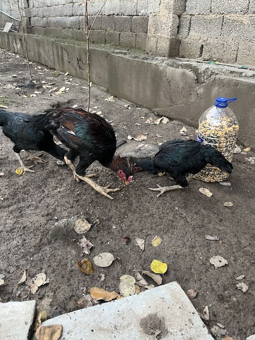 Dakan xoroz va tovuqlar