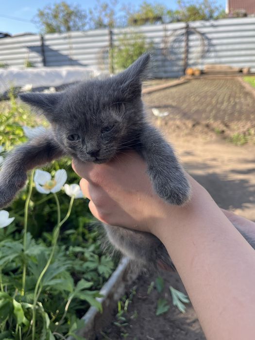 Отдам котят в хорошие руки