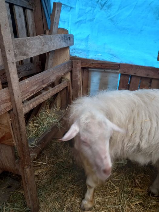 Vând capră gestantă, două iedițe de rasă și țap