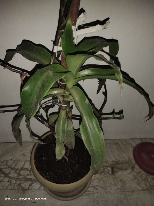 Продам лечебные цветы