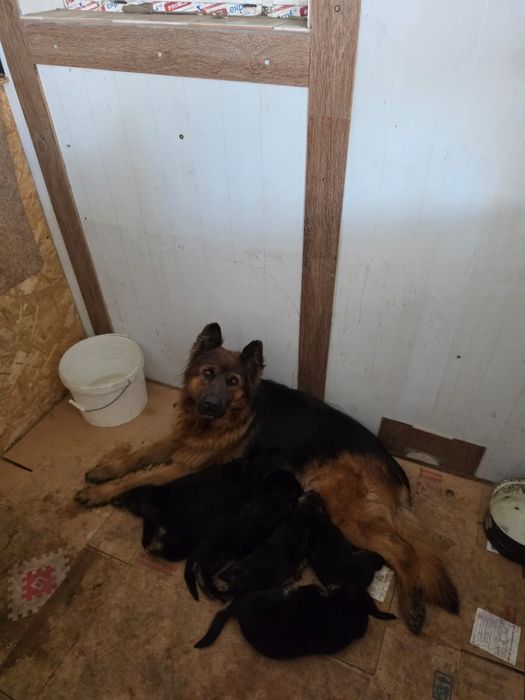 Немецкая овчарка