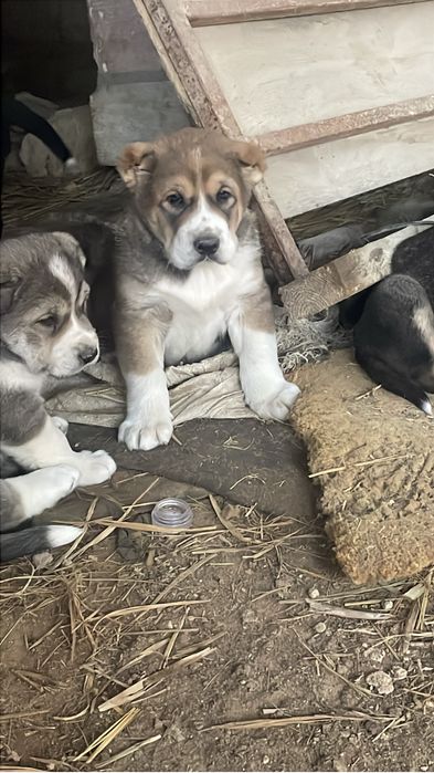 Алабай күшіктер сатылады