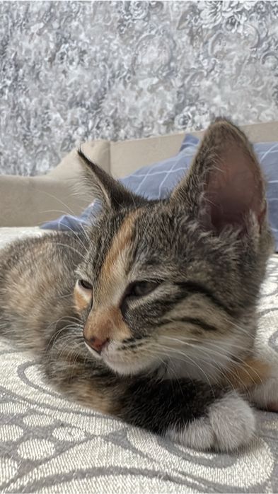 Отдадим кошек девочек в хорошие рукиии!