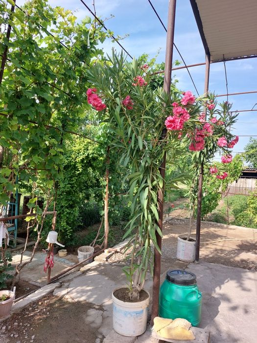 Цветы, олеандры. Махрово розовые