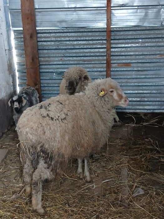 Срочно ! Продаётся молодые бараны