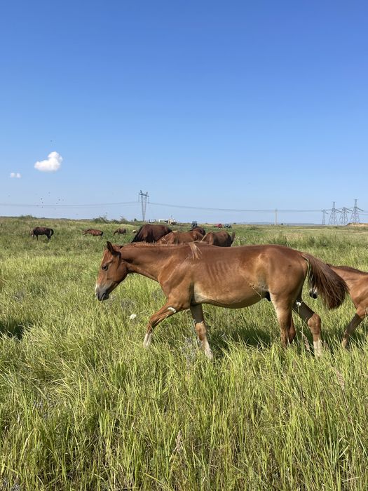 Продам жеребца тай 1.2 года