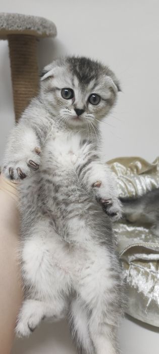 ДевоЧки ШотЛанДские