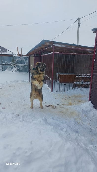 Кавказкая овчарка