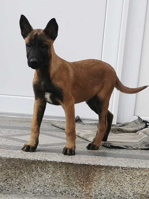 Продавам белгийски овчарки/малиноа