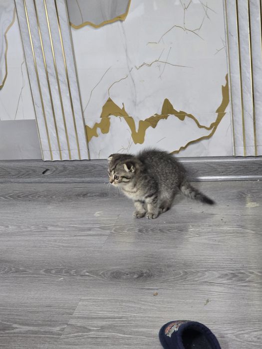 Шотландский табби шиншилла мальчик