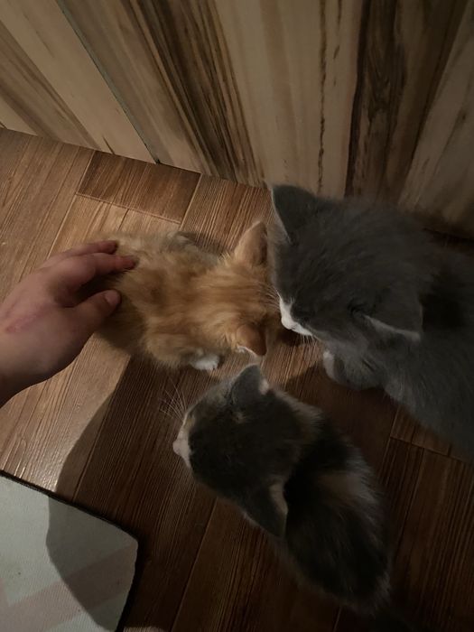 Милые котята ищут новый дом