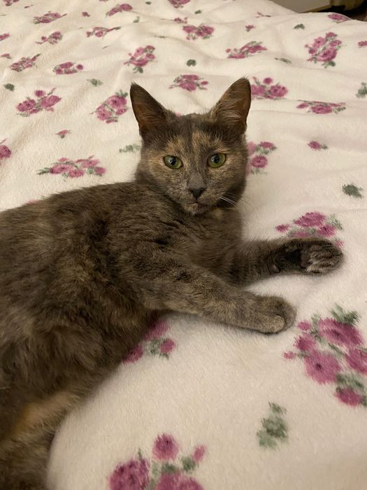 Котенце момиче, 4,5 месеца