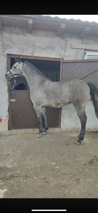 Iapa pur sange arab de vanzare