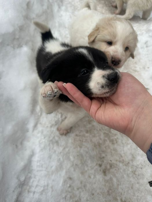 Отдам щенков в добрые руки