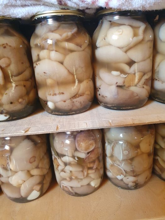 Грибы Маслята маринованные