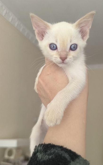 Абиссинский котенок.