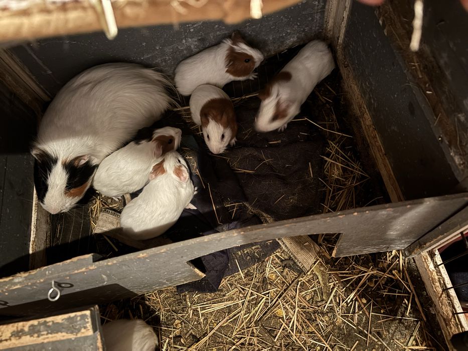 Urgent!!! Porcusori Guineea