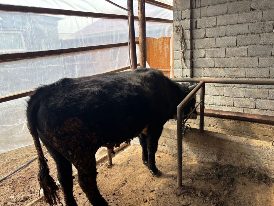 Бордақы бұқалар сатылады