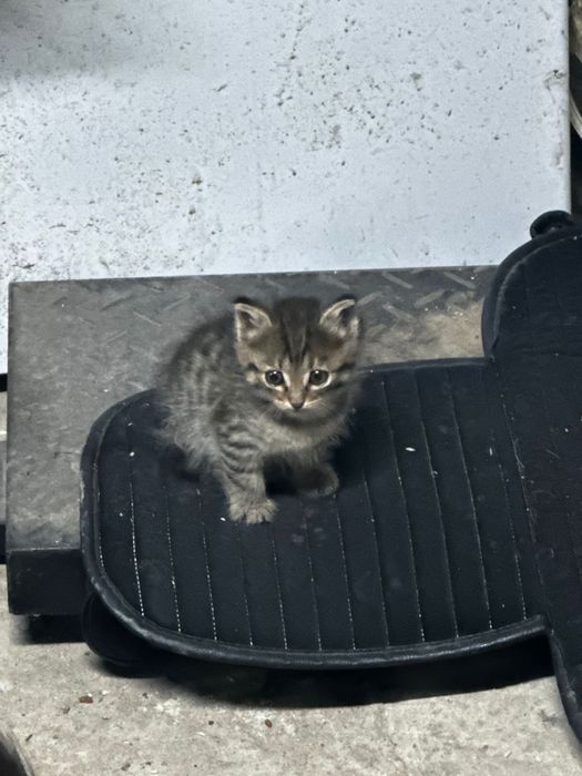 Отдам котенка в добрые руки