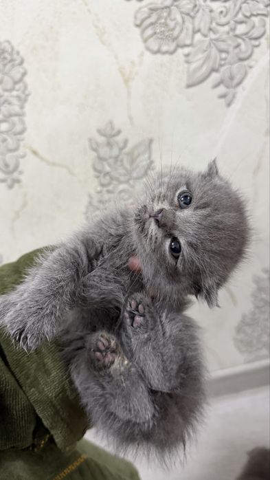 Котята / скоттиш страйт и скоттиш фолд
