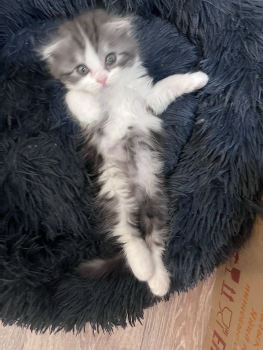 Продам породистых котят