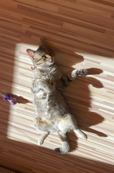 Donez pisica ( fata).