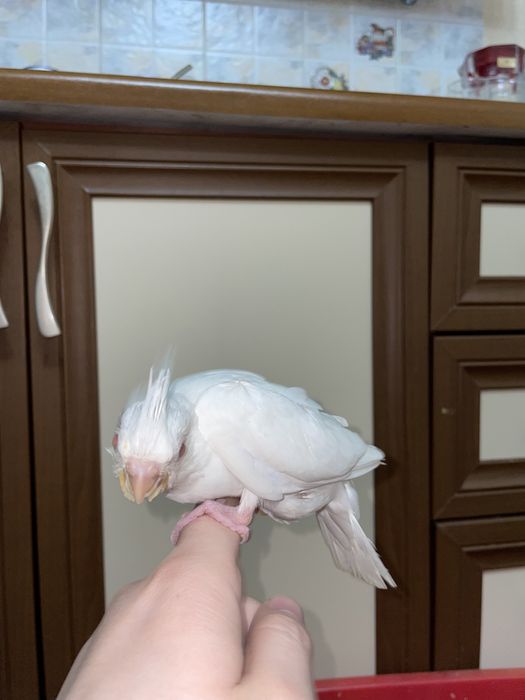 Продаются идеально ручный попугаи кореллы