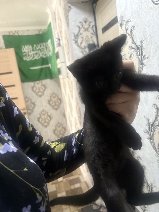Отдам срочно котенка