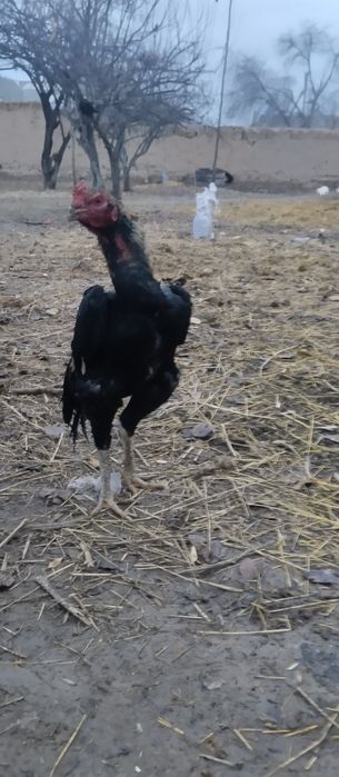 Xoʻroz bir yosh korea shamo