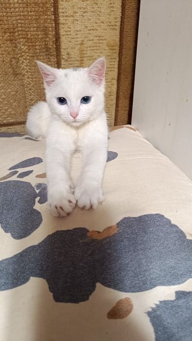 Белая девочка кошечка