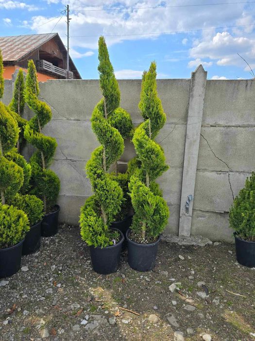 Plante ornametale cele mai bune preturi