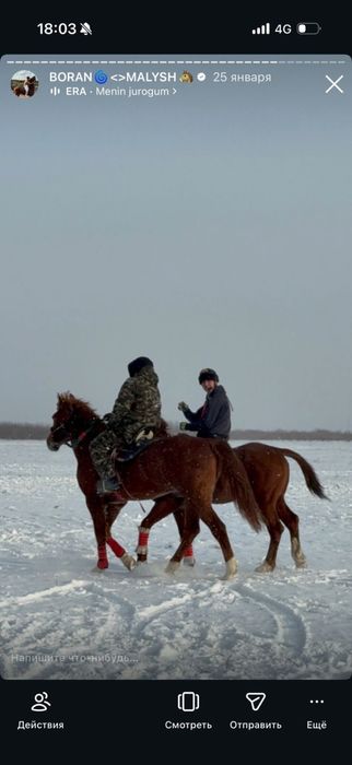 Кокпар ат срочнооо