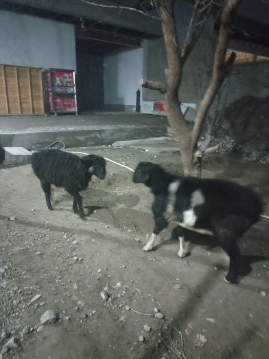 Хсори койлар сотилади  12миллион