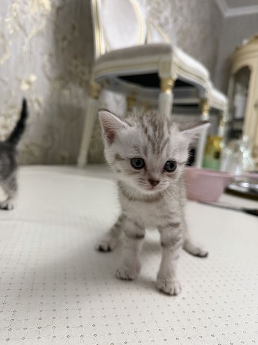 Скоттиш страйт Котенок девочка 1,5мес