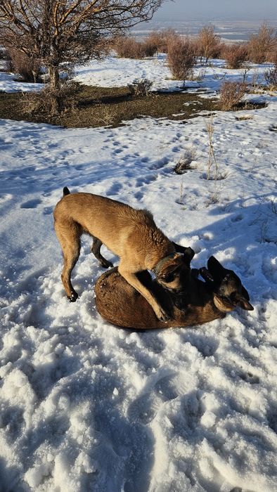 Продается бельгийская овчарка, 8,5 месяцев, кабель очень активный