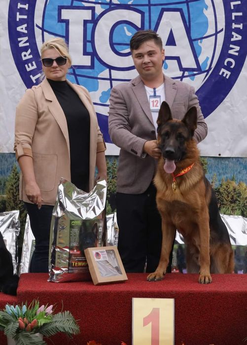 Предлагается для вязки кобель немецкой овчарки