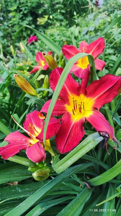 Лилейник саженцы. Лилейник кучати