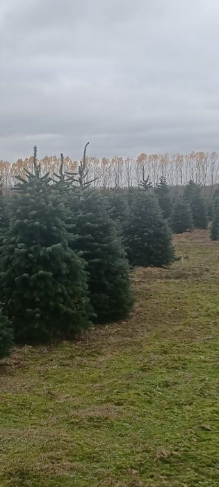 !!Oferta speciala!! Brazi naturali in București. Livrare inclusă!