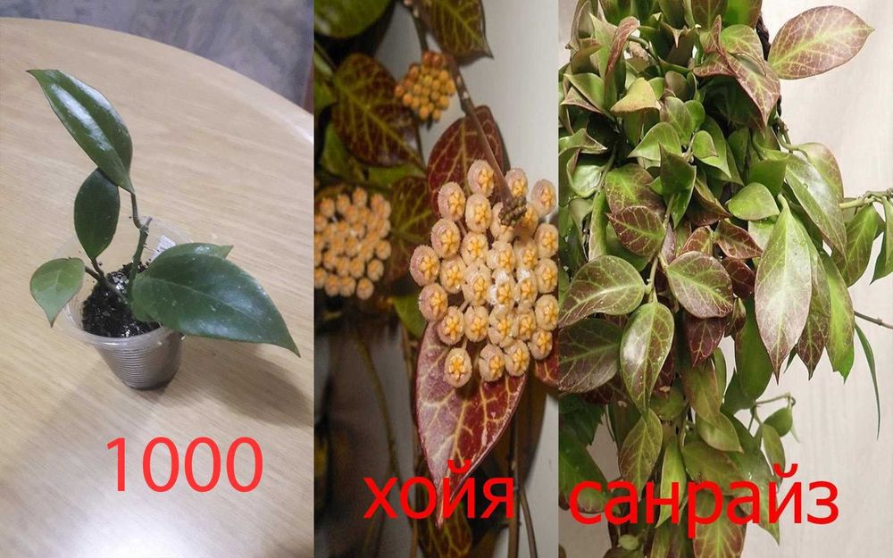 Комнатные   цветы