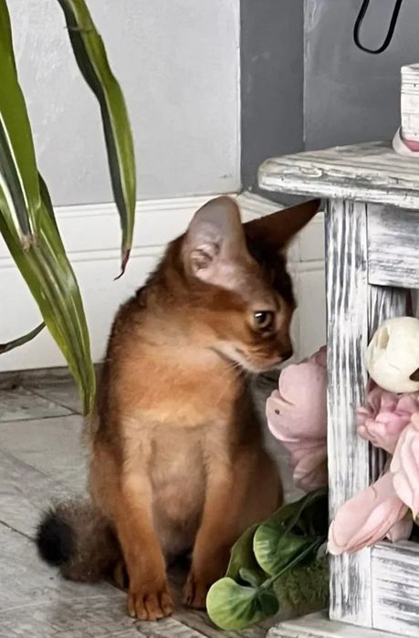 Абиссинские котята