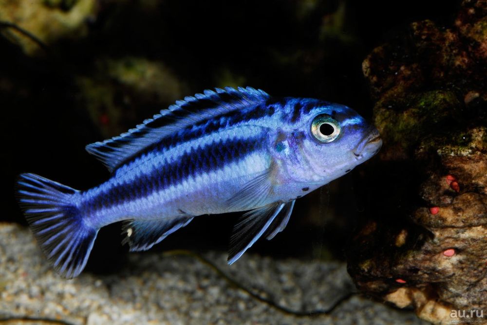 Продам мальков майнгано