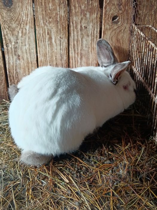 Iepuri californian și pui