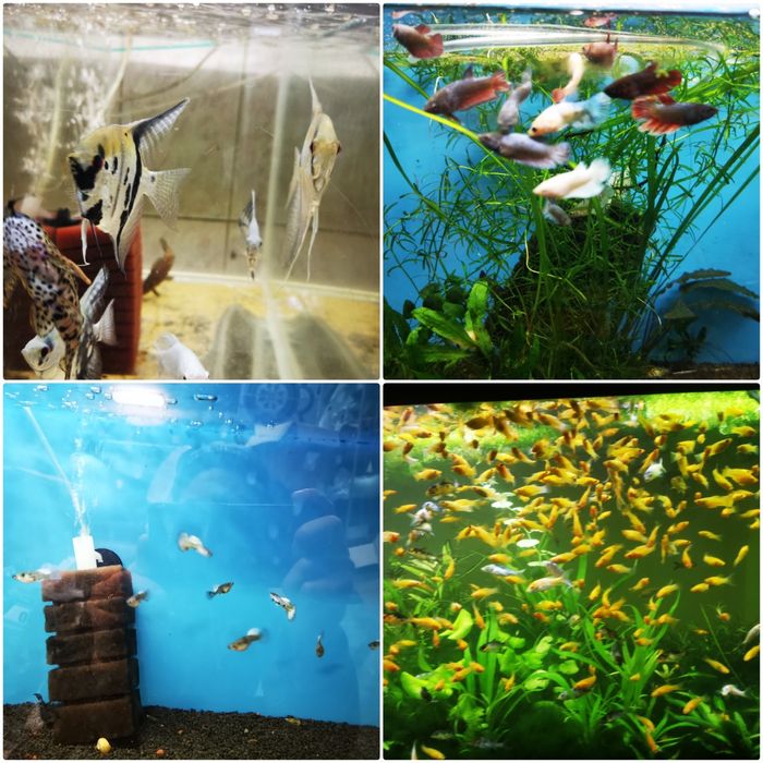 Hrana congelata de vie pesti