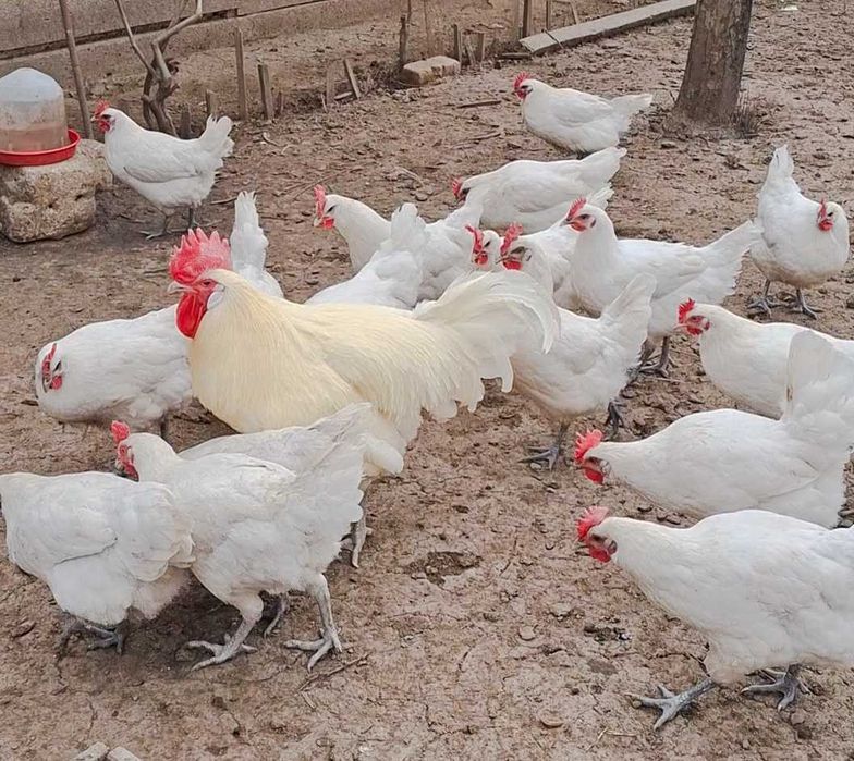 Pui și ouă de incubat din rasa de găini La Bresse