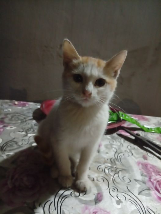 Котята хорошие чистые весёлые