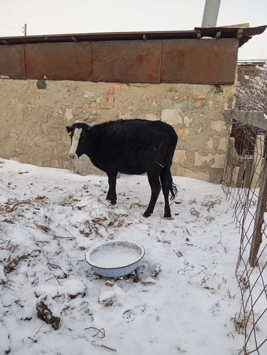 Продам 2 телок уу