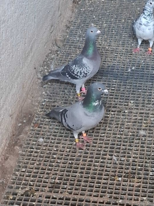 Vând porumbei voiajori din matcă